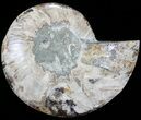 Cut Ammonite Fossil (Half) - Agatized #71054-1